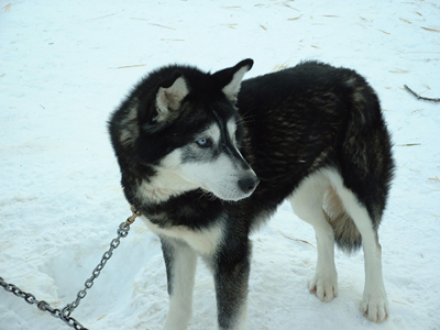 Dog Sled Ride 14.JPG